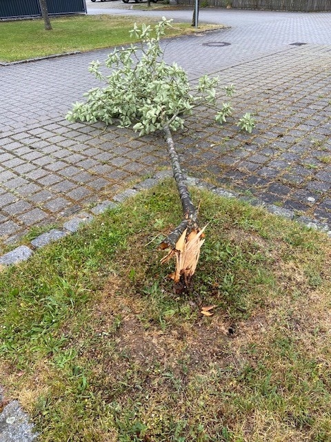 Baum_Pirschweg_1
